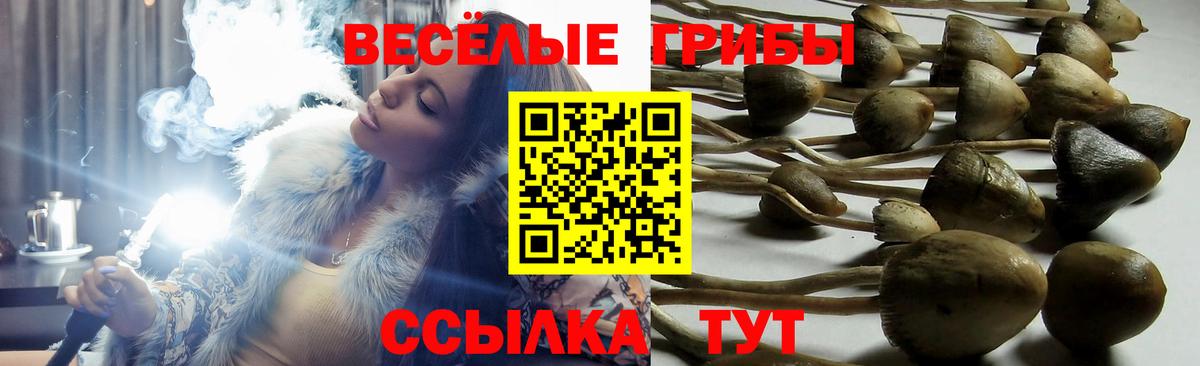 Галлюциногенные грибы Magic Shrooms  Псилоцибиновые грибы Psilocybe  Вход с VPN  Губкинский 